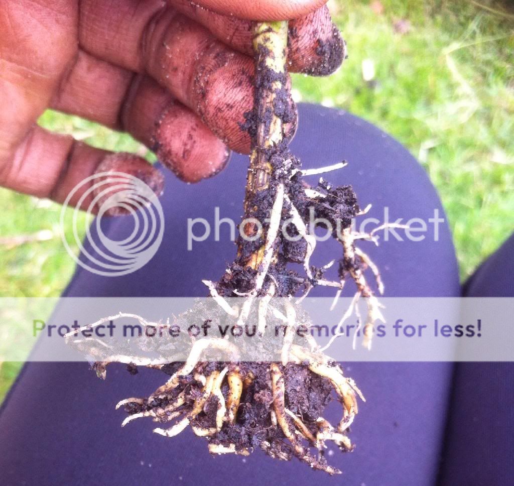 photo 9B997AD3-2F48-405F-92FD-BE08A8F40703_zpskjweyxpu.jpg